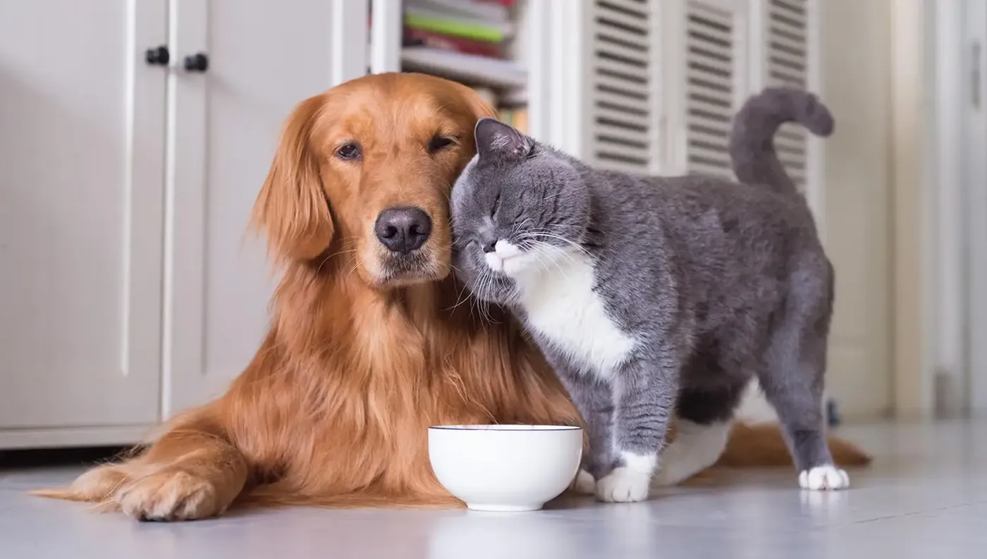 A golden retriever puppy and tabby kitten side by side